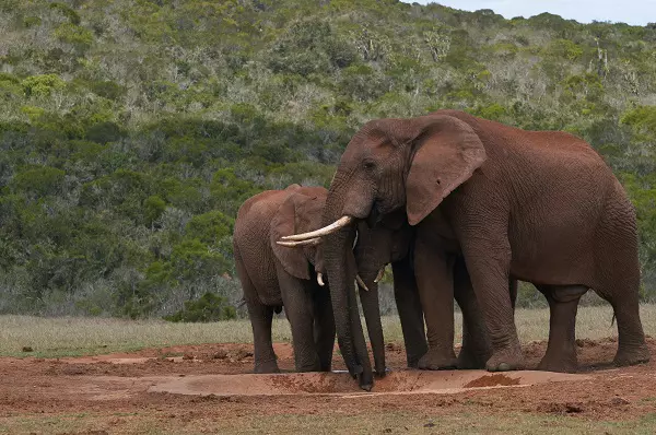 Elephants playing during the 3-day Tanzania safari tour package in Ngorongoro Crater