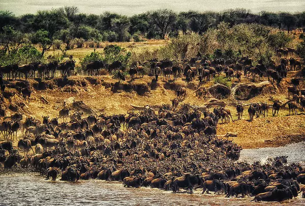 The great herd of wildebeests during the 5-day Serengeti migration safari package crossing the river