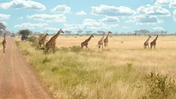 20 Tips for You to Plan the Best Tanzania Safari Tour