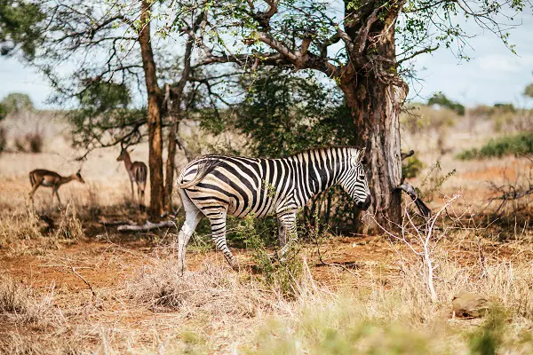 Zebra spotted during a 3-day Tanzania private safari tour package in Serengeti