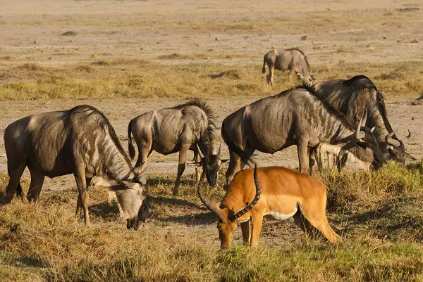 Herd of wildebeest spotted during the 3-day Tanzania sharing safari tour