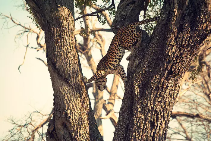 Cheetah spotted during the 4-day Tanzania safari tour package in Serengeti National Park