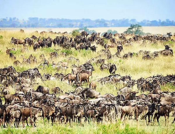 The herd of wildebeests spotted during the 6-day Serengeti migration safari package