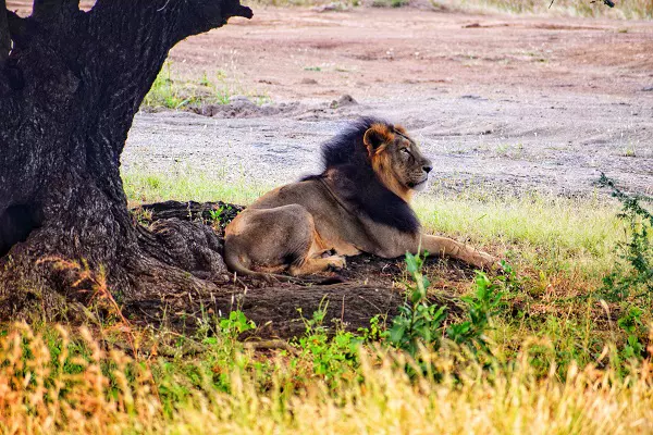 Lion spotted at rest during the 6-day Tanzania private safari tour in Tarangire