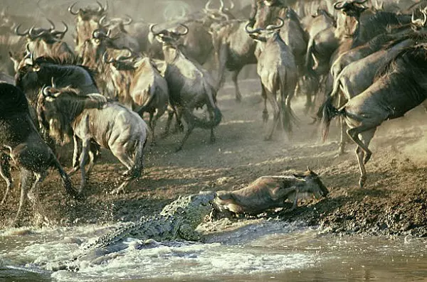 Wildebeests crossing the river during the 7-day Serengeti migration safari tour