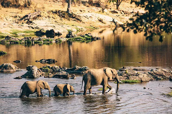 Best Tanzania Safari Tours for Your African Vacation