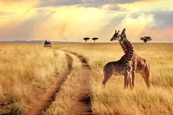 Discover Facts About the Serengeti National Park