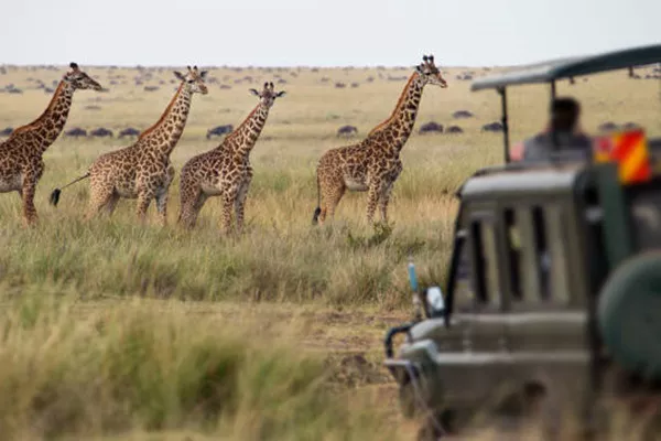 Experience The Best African Safari Tours in Tanzania
