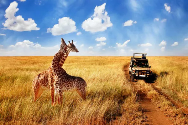 How To Know the Best Tanzania Safari Tour Operators