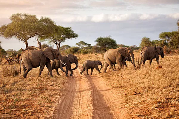 Tanzania Joining Safaris and Group Sharing Tours