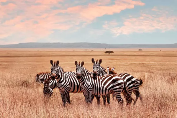 The Best African Safari Tours for Couples in Tanzania