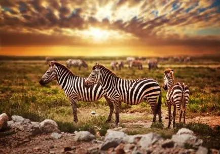 The Best Budget Tanzania Safari Tour Packages