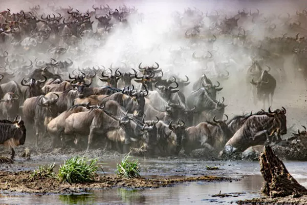 The Great Serengeti Wildebeest Migration Safari Tour Packages