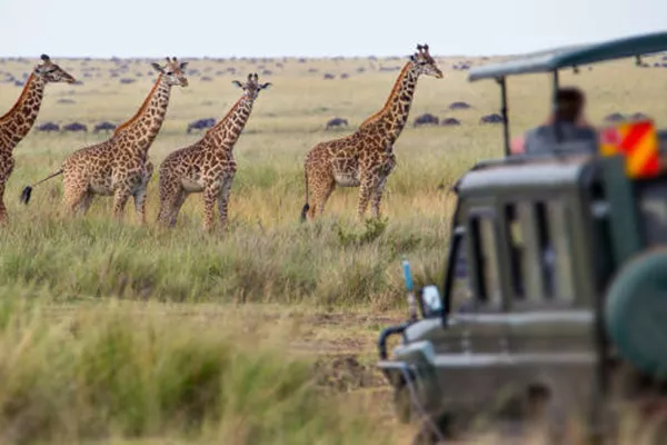 Ways to Enjoy Your Budget Serengeti Safari Tour